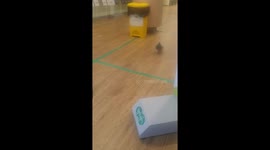 Pigeon walks into specsavers during lockdown 2