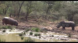 Hippo and rhino put aside differences to share mud bath