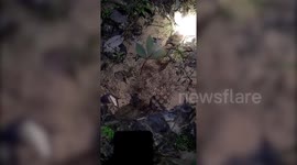 Hundreds of ants follow each other round in circles creating a whirlwind pattern