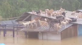 Dozens of dogs stand on shelter roof during deadly floods in the Philippines