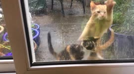 The rain stops play for these two cute kittens
