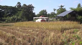 A small rice harvester machine working in a small ripe paddy field in Thailand.