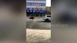 Ostrich runs wild on street before being caught by police in northern China