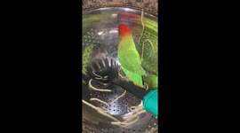 Lovebird jumps into the strainer