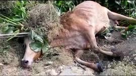 Indian villagers use ropes and ladder in two-hour rescue of cow stuck in swamp
