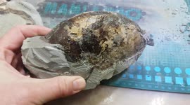 New Zealand man reveals mysterious 12-million-year-old fossil