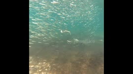 Cormorant diving