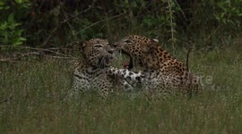 Leopard cubs play with each other in Wilpattu National Park, Sri Lanka