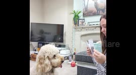 Meet Willow, the incredibly smart dog that can recognise shapes - and COUNT