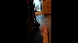 Playful pomeranian puppy
