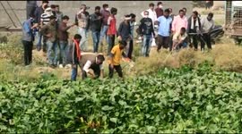 Watch - More video - Ladder and ropes used to rescue a cow stuck in a water swamp for two days in Ajmer