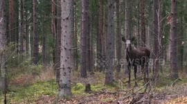 Three Scandinavian moose seek refuge from hunters in a Sweden forest