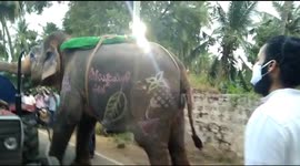 Elephant uses brains to find water in hot afternoon