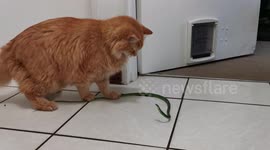 George the Cat vs snake