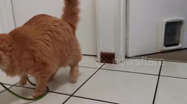 George the Cat vs snake 2