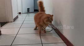 George the Cat vs snake 3