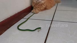 George the Cat vs snake 4