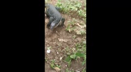 A litle Komodo dragon walking slowly and didnt care to human