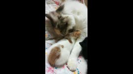 Sofi Kitten Sisters With Mother Shower Duty