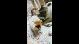Sofi Kitten Likes Mummy Cleaning