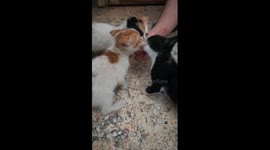 Sofi Kitten Eats Fresh White Cheese From Owner Hands