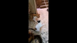 Sofi Kitten Learn To Jump While Brother Wants To Fight