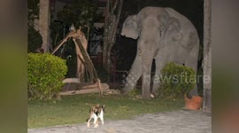Incredible moment pet cat scares away four-tonne wild elephant