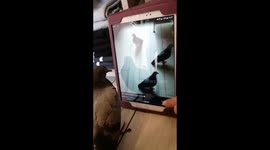 Pigeon tries to connect with fellow birds seen on tablet screen