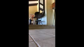 French Bulldog Flying While Fetching Tennis Ball in Slow Motion