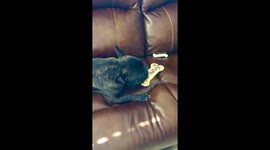 French Bulldog Burps While Eating His Birthday Bone