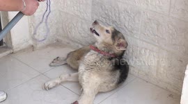 Tortured Siberian Husky rescued in Jordan