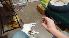Cat plays fetch like a dog and even 'barks' to get owner to throw ball