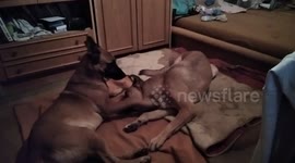Funny dogs