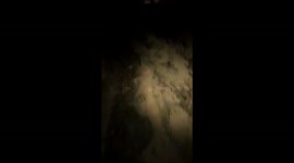 Brazilian Forest in the Darkness