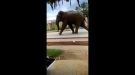 Locals flee as elephant roams after opening village gates in southern India