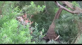 Elephant vs Crocodile as Elephant shakes fig tree while Crocodile evades falling fruit