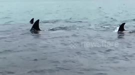 Pod of orcas surprise father and daughter when they suddenly appear close to New Zealand beach