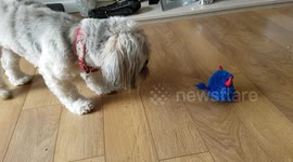 Cute Lhaso Apso Meets Furby