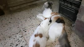 Sofi Kitten Still Like Mummy Breastfeeding