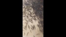 Thousands of fish trapped inside house after flood waters recede in central Vietnam