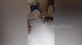 Hapless kitty takes social media by storm with inability to catch ball