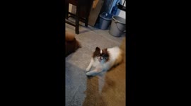 Pomeranian puppies waiting to play