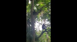 Adorable monkeys in Malabe, Sri Lanka are happy to accept bananas from a kind stranger