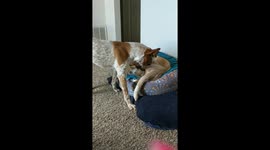 Dog uses doggy brother as her own personal seating