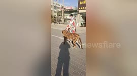 Passersby in China shocked as man dresses his dog in tiger print winter coat