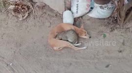 Mother dog feeds stray cat like its own in eastern India