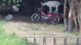 Clever goat climbs aboard motorcycle on farm in New Zealand
