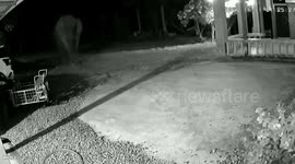 Hungry elephant wanders onto family's driveway in search of food