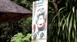 Zoo animals try to stay warm as cooler temperatures hit northern Thailand