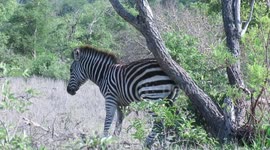Watch zebra's hilarious body movements while scratching its itchy back-side against tree